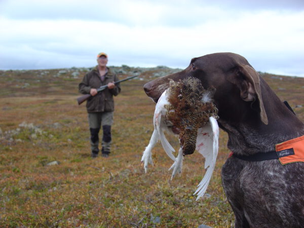 A dog with a hunter's freshly shot prey in its mouth and the hunter in the background